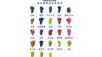 新鲜葡萄怎么选【买葡萄怎么挑】