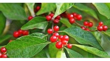 重阳节佩茱萸寓意是什么【重阳节佩茱萸的寓意】