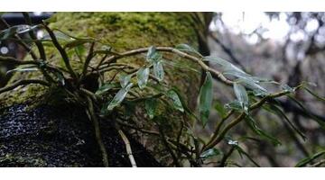 铁皮石斛种植园【铁皮石斛种植基地】