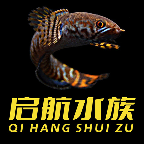 启航水族logo设计