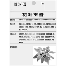 花叶