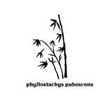 phyllostachys pubescens