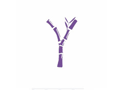 Y